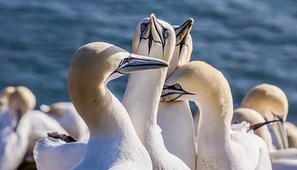 《集合啦!动物森友会》玩家耗时3年打造出“马力欧派对”主题岛屿