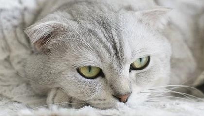 《集合啦！动物森友会》玩家耗时3年打造出“马力欧派对”主题岛屿